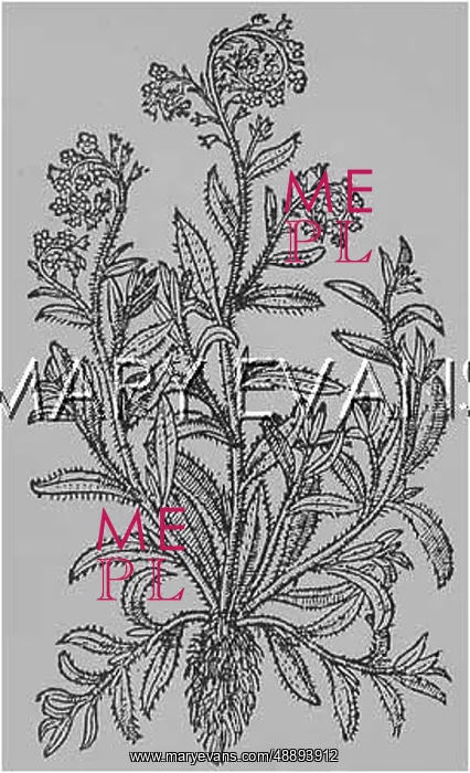 : MYOSOTIS SCORPIOIDES : MYOSOTIS SCORPIOIDES