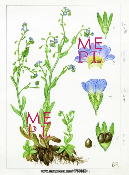 : Myosotis secunda - creeping forget-me-not : Myosotis secunda - creeping forget-me-not
