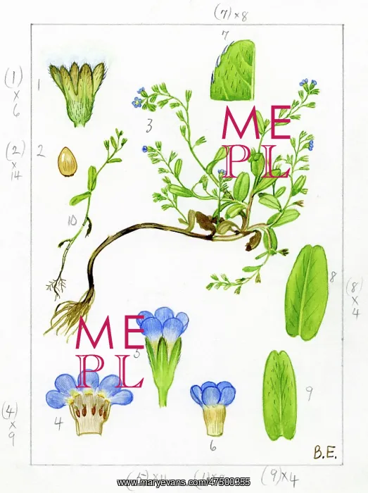 : Myosotis sicula - Jersey forget-me-not : Myosotis sicula - Jersey forget-me-not