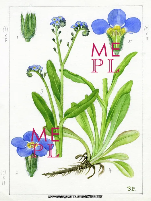 : Myosotis sylvatica - wood forget-me-not : Myosotis sylvatica - wood forget-me-not