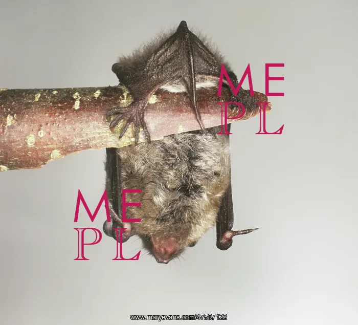 : Myotis daubentonii, Daubenton's bat : Myotis daubentonii, Daubenton's bat