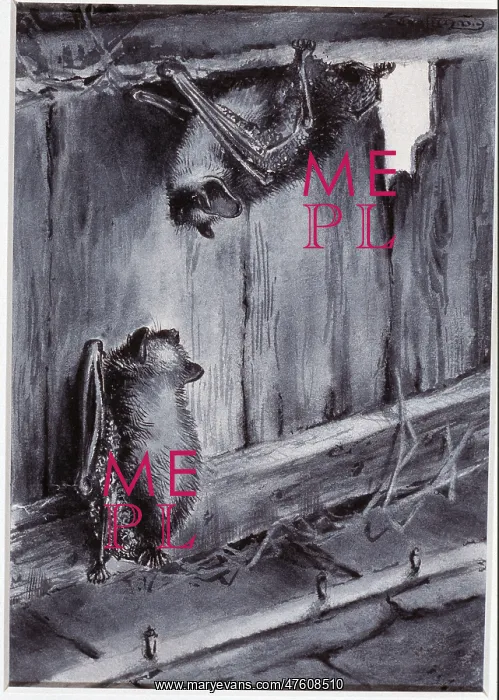 : Myotis mystacinus, whiskered bat : Myotis mystacinus, whiskered bat