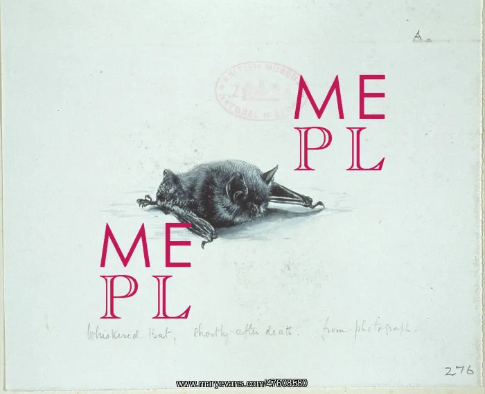 : Myotis mystacinus, whiskered bat : Myotis mystacinus, whiskered bat