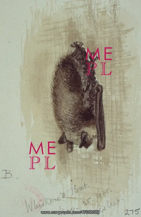 : Myotis mystacinus, whiskered bat : Myotis mystacinus, whiskered bat