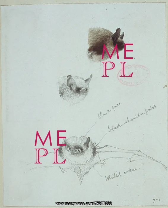 : Myotis mystacinus, whiskered bat : Myotis mystacinus, whiskered bat