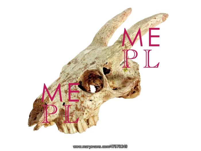 : Myotragus. The skull of the extinct mammal Myotragus : Myotragus. The skull of the extinct mammal Myotragus