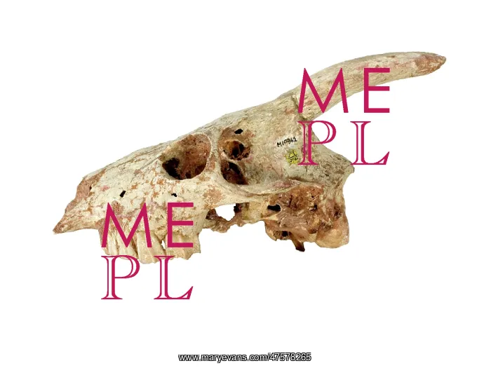 : Myotragus. The skull of the extinct mammal Myotragus : Myotragus. The skull of the extinct mammal Myotragus