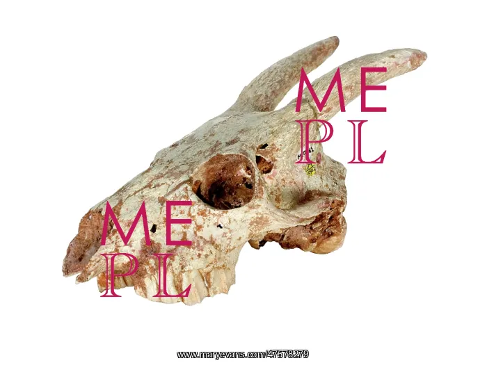 : Myotragus. The skull of the extinct mammal Myotragus : Myotragus. The skull of the extinct mammal Myotragus