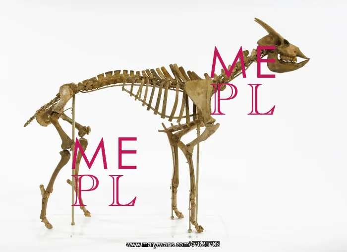 : Myotragus. This animal which lived around 6000 years ago was from the antelope group : Myotragus. This animal which lived around 6000 years ago was from the antelope group