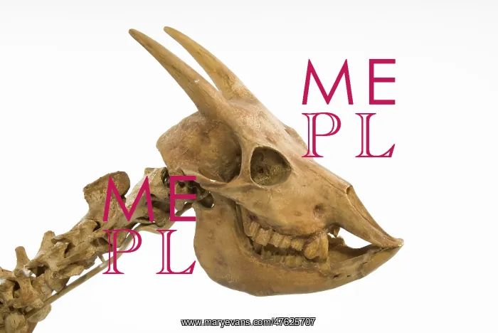 : Myotragus. This animal which lived around 6000 years ago was from the antelope group : Myotragus. This animal which lived around 6000 years ago was from the antelope group