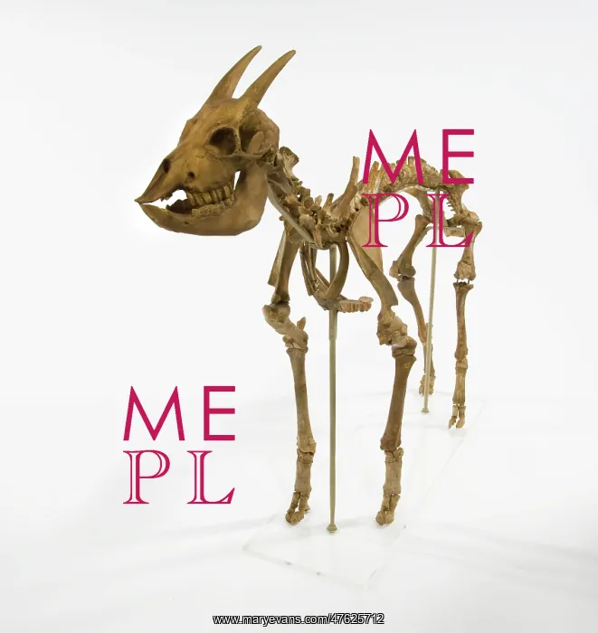 : Myotragus. This animal which lived around 6000 years ago was from the antelope group : Myotragus. This animal which lived around 6000 years ago was from the antelope group