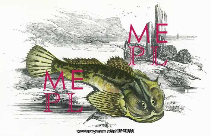 : Myoxocephalus scorpius, or Father-Lasher : Myoxocephalus scorpius, or Father-Lasher