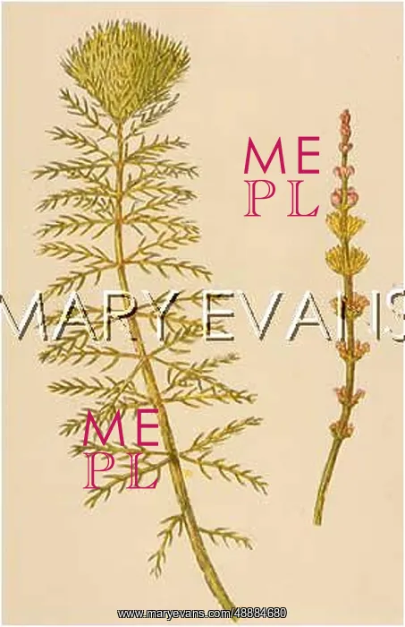  : MYRIOPHYLLUM SPICATUM