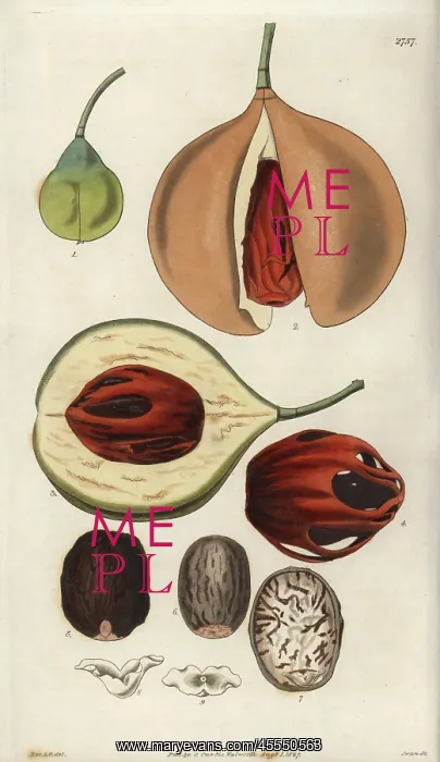 : Myristica fragrans, aromatic or true nutmeg : Myristica fragrans, aromatic or true nutmeg