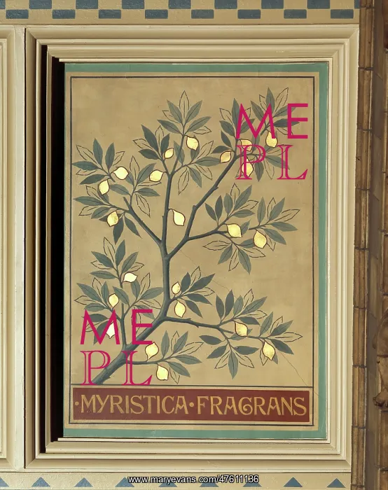 : Myristica fragrans, nutmeg tree : Myristica fragrans, nutmeg tree