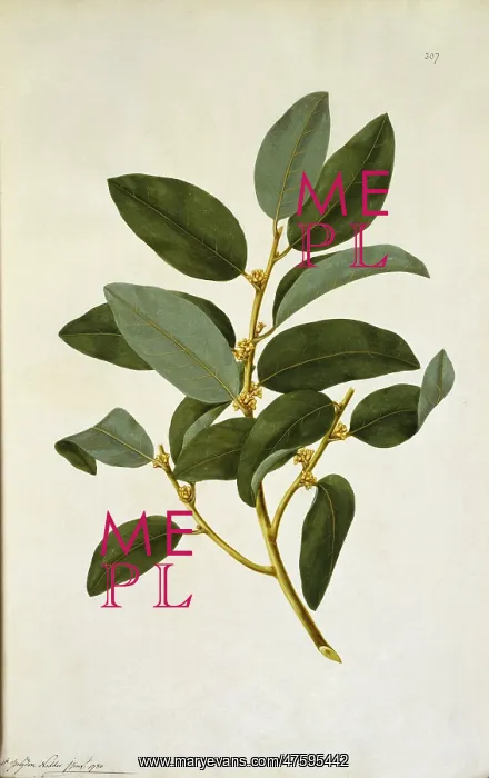 : Myristica insipida, nutmeg : Myristica insipida, nutmeg