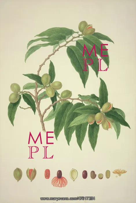 : Myristica insipida, nutmeg : Myristica insipida, nutmeg
