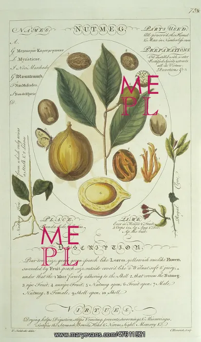 : Myristica sp. nutmeg : Myristica sp. nutmeg