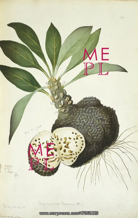 : Myrmecodia beccarii, anthouse plant : Myrmecodia beccarii, anthouse plant