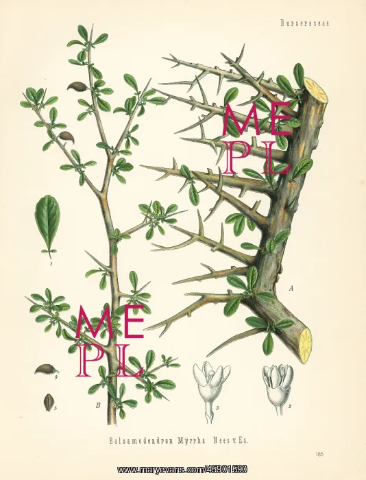: Myrrh, Commiphora myrrha : Myrrh, Commiphora myrrha