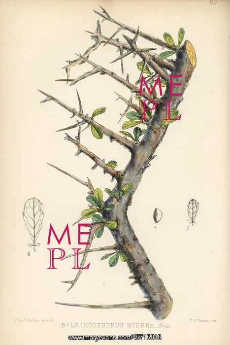 : Myrrh or didin, Commiphora myrrha : Myrrh or didin, Commiphora myrrha