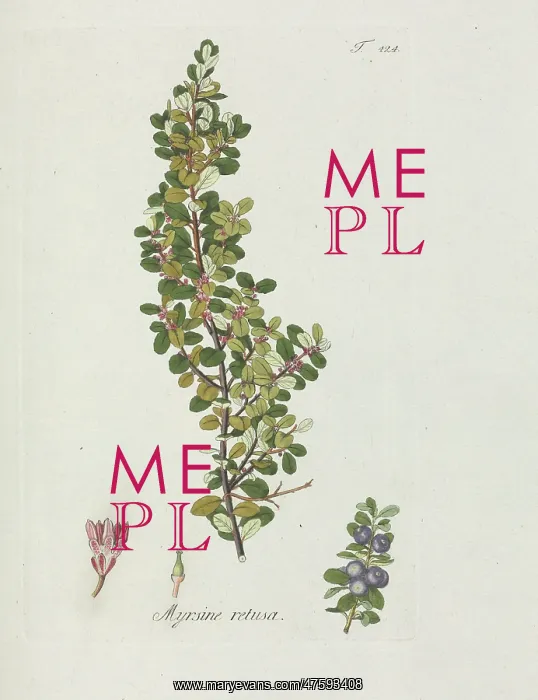 : Myrsine retusa : Myrsine retusa