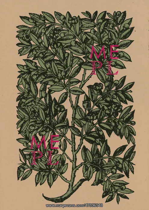 : Myrtle, Alchemy Plant : Myrtle, Alchemy Plant