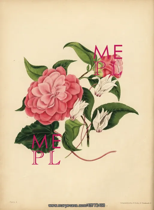 : The myrtle-leaved Camellia or Japan Rose : The myrtle-leaved Camellia or Japan Rose