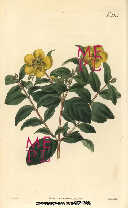 : Myrtle-leaved St. John's wort, Hypericum uralum : Myrtle-leaved St. John's wort, Hypericum uralum