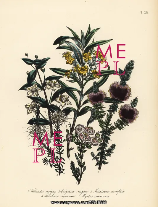 : Myrtle and Melaleuca species : Myrtle and Melaleuca species