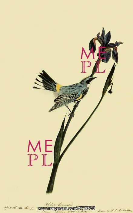 : Myrtle Warbler
