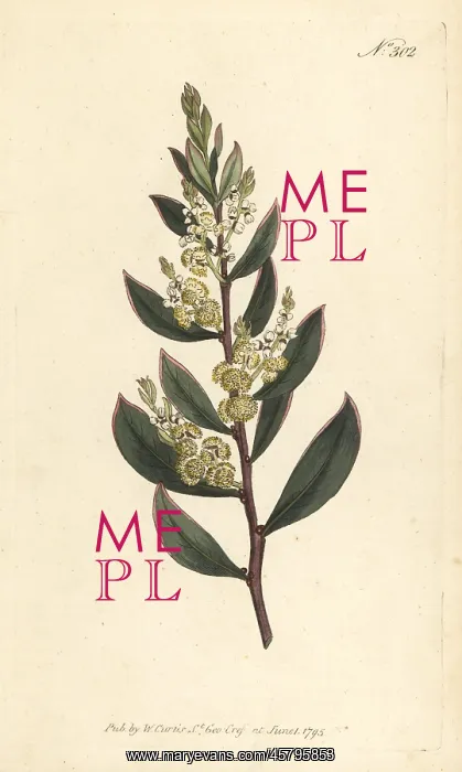 : Myrtle wattle, Acacia myrtifolia : Myrtle wattle, Acacia myrtifolia