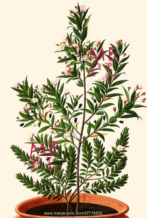 : Myrtus communis Linne : Myrtus communis Linne