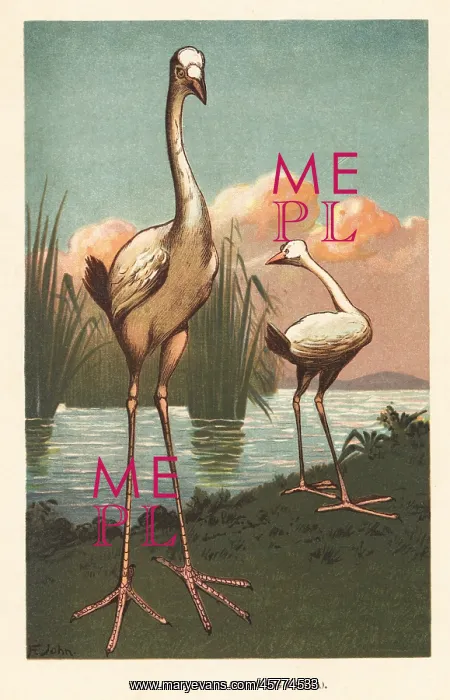  : Mythical Reunion stork, extinct giant bird
