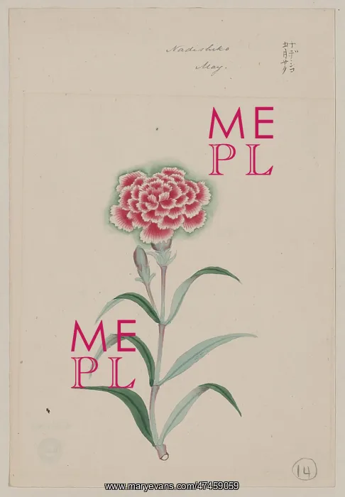 : Nadeshiko - May : Nadeshiko - May