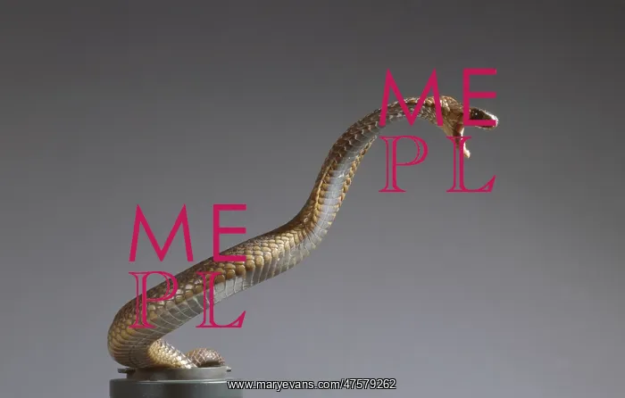 : Naja haje haje, Egyptian cobra : Naja haje haje, Egyptian cobra