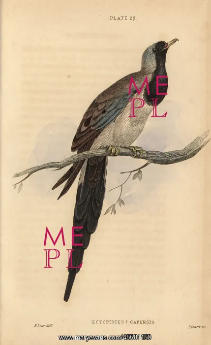 : Namaqua dove, Oena capensis : Namaqua dove, Oena capensis