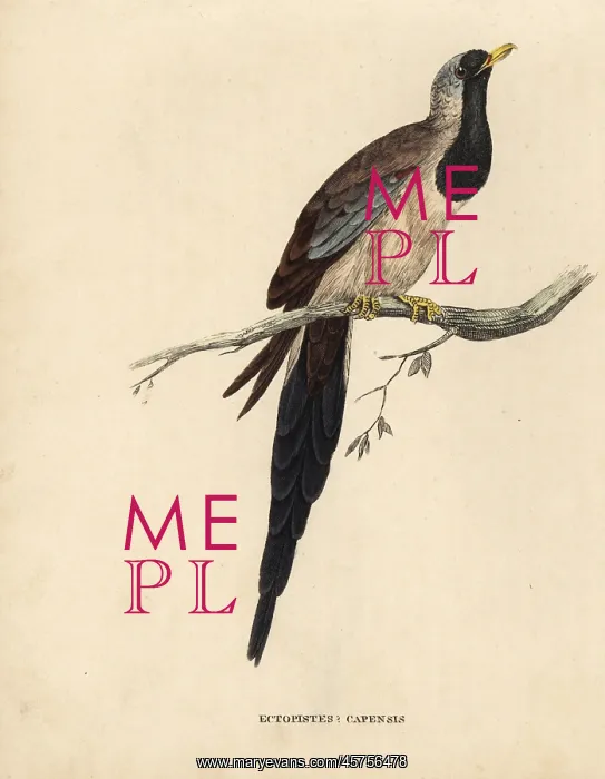 : Namaqua dove, Oena capensis : Namaqua dove, Oena capensis