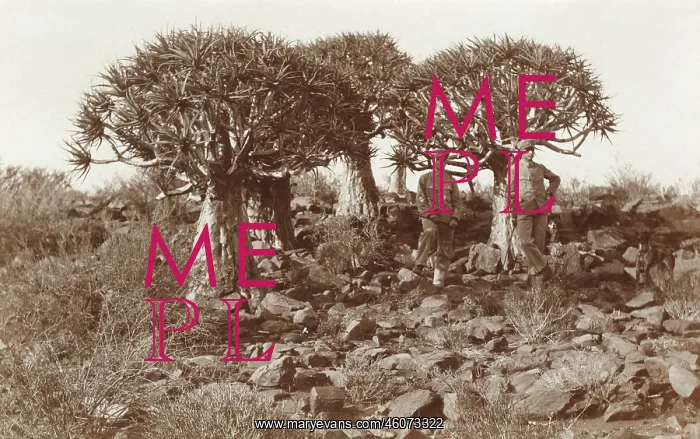 : Namibia, Africa - Quiver Trees : Namibia, Africa - Quiver Trees