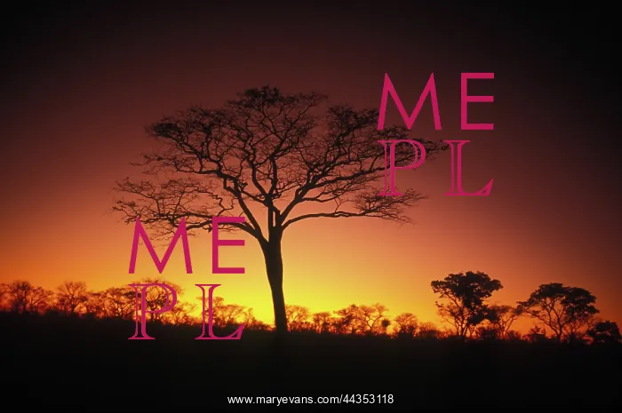 : Namibia, Bushmanland 1990s : Night sky. Scenic, trees : Namibia, Bushmanland 1990s : Night sky. Scenic, trees