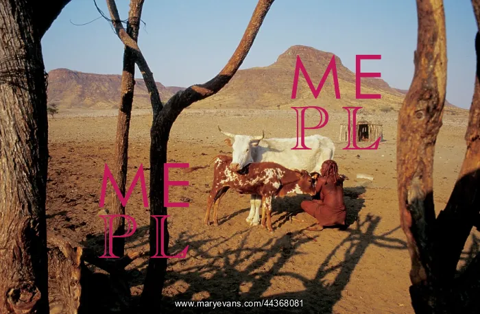 : Namibia, Koakaveld - Himba women milking, 1999. Photo : Namibia, Koakaveld - Himba women milking, 1999. Photo