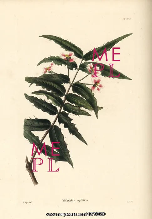 : Nance shrub, Malpighia aquifolia : Nance shrub, Malpighia aquifolia