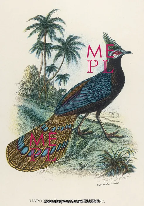 : NAP. PEACOCK-PHEASANT : NAP. PEACOCK-PHEASANT