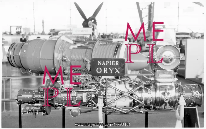 : Napier Oryx : Napier Oryx