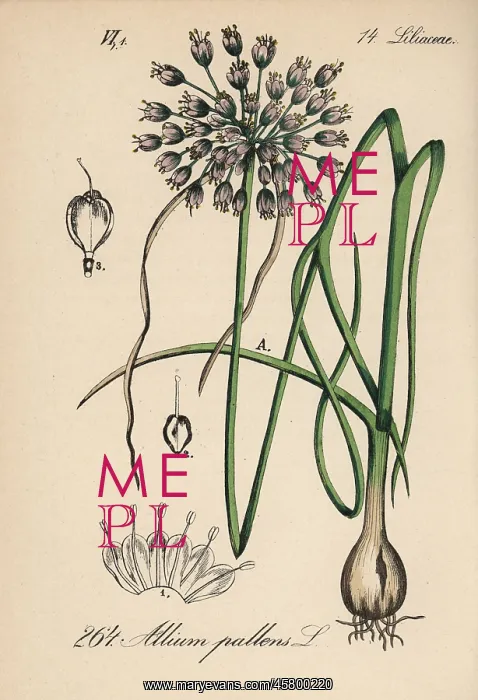: Naples garlic, Allium pallens : Naples garlic, Allium pallens