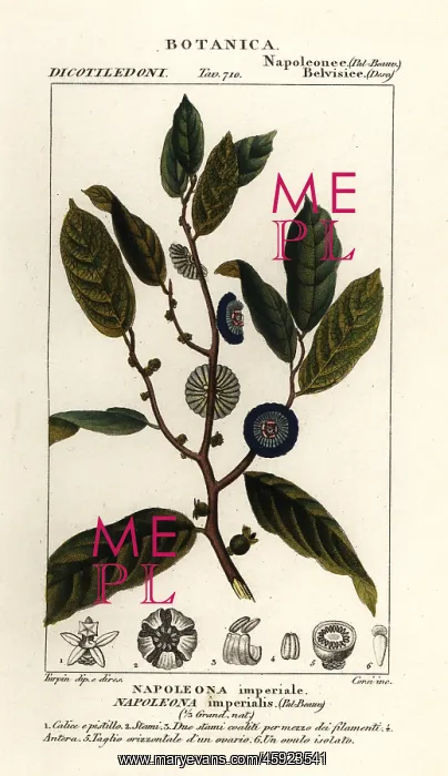 : Napoleonaea imperialis : Napoleonaea imperialis