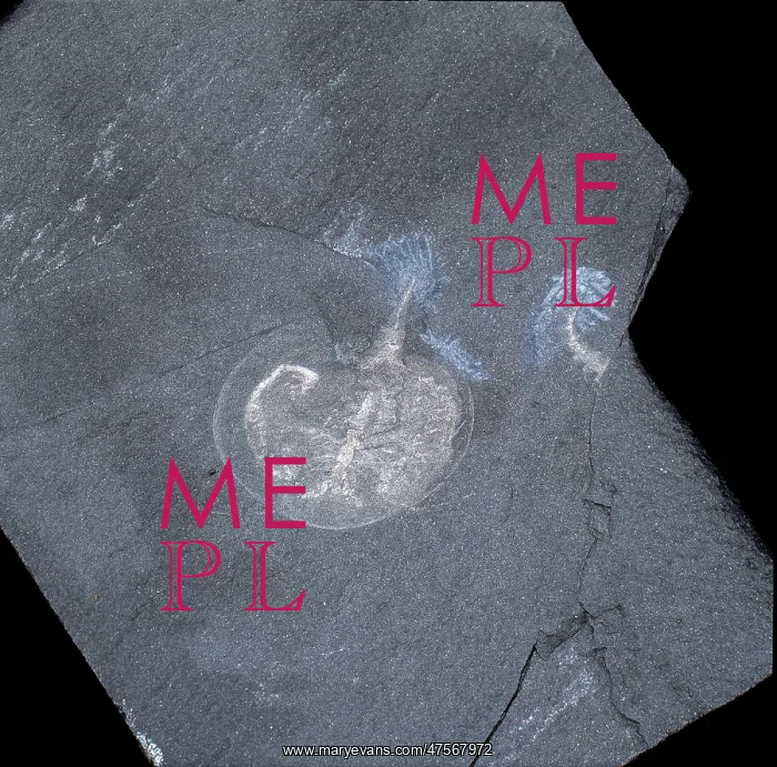 : Naraoia compacta, trilobite : Naraoia compacta, trilobite