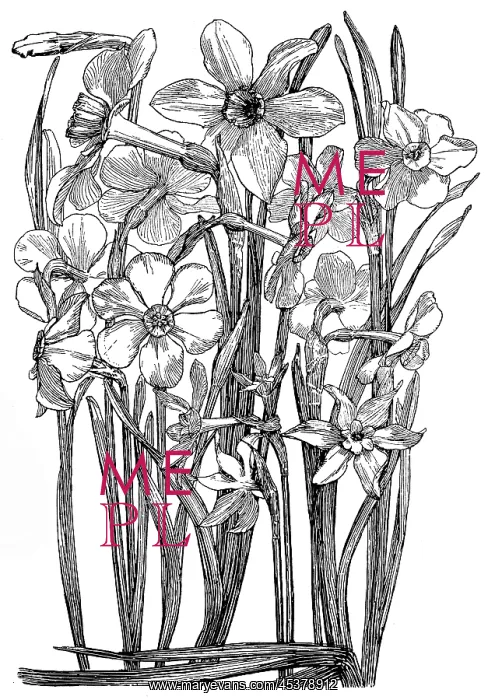 : Narcissi. Studies in plant form with suggestions for their application to design : Narcissi. Studies in plant form with suggestions for their application to design