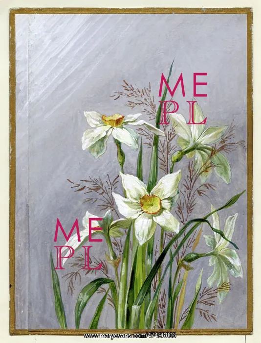  : Narcissi