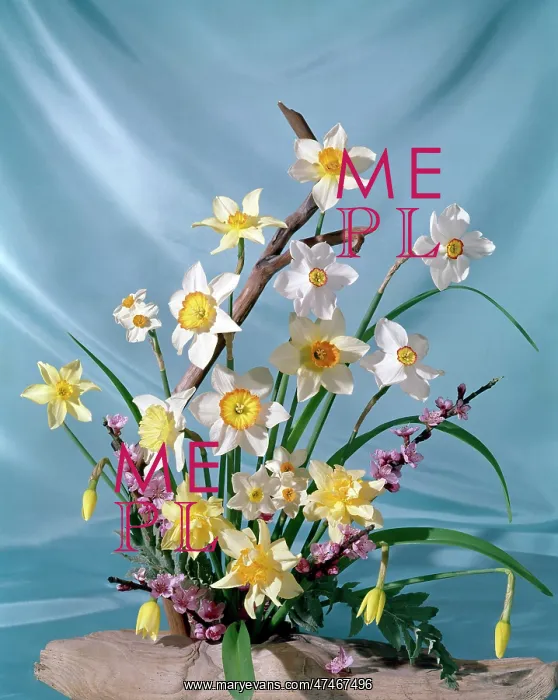  : Narcissi, Daffodils and Blossom